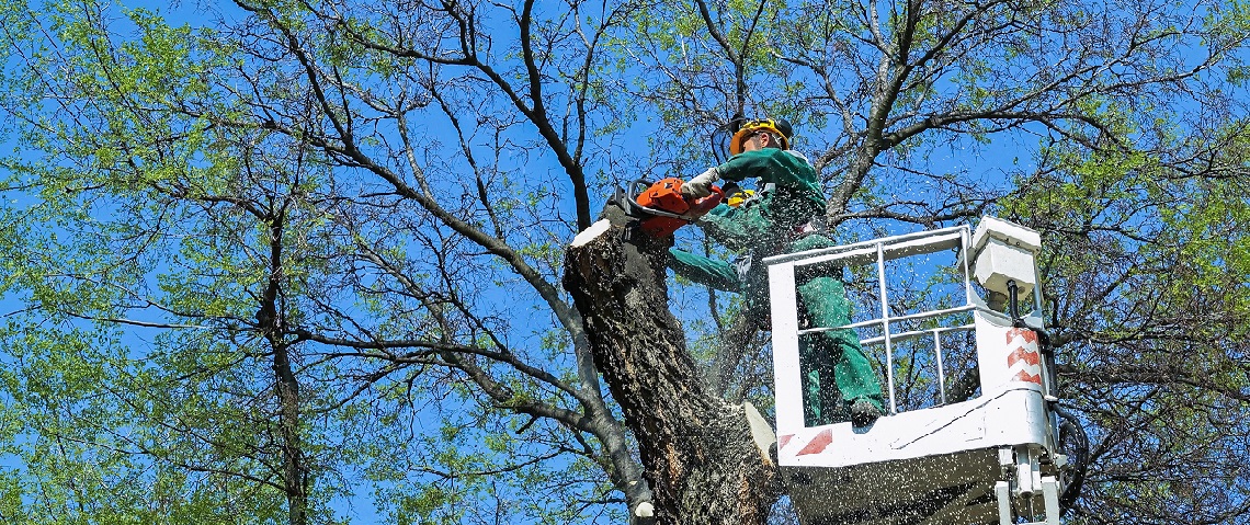 NYC Tree Removal Service
