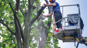 Manhattan Tree Removal