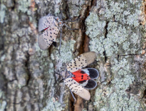 spotted lanternfly removal