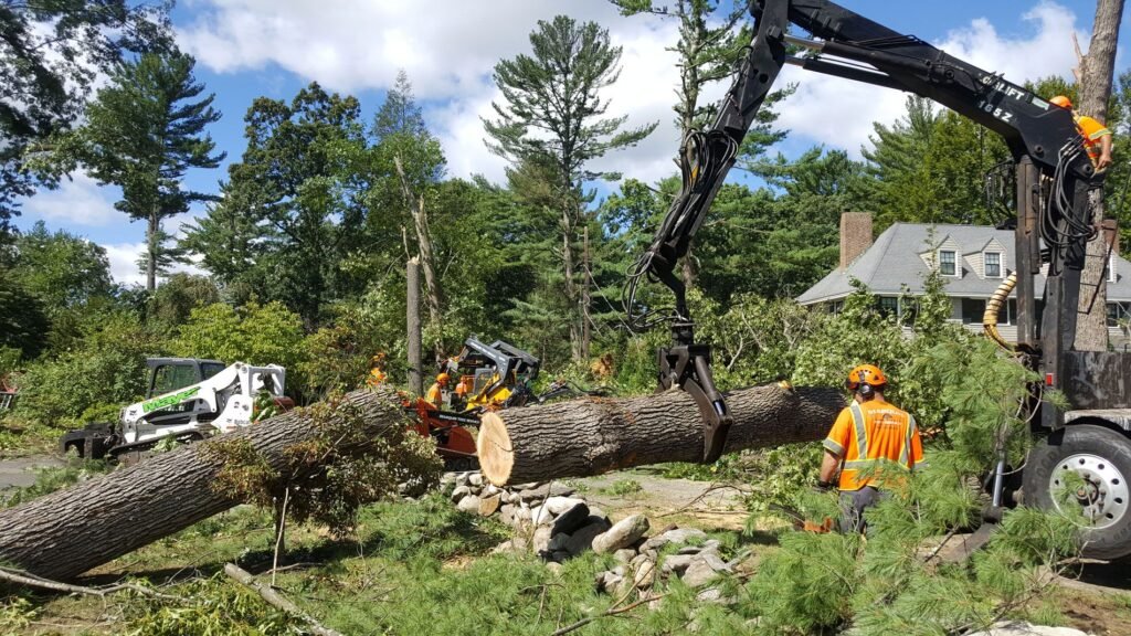 Professional Tree Removal