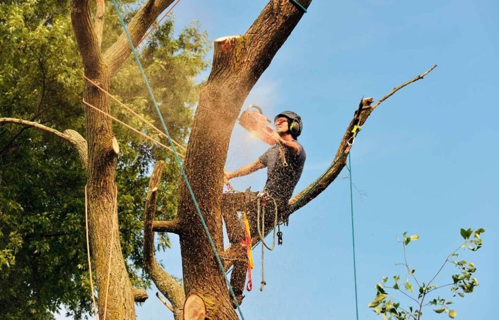 Professional Tree Removal
