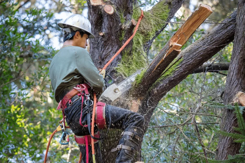 Professional Tree Removal