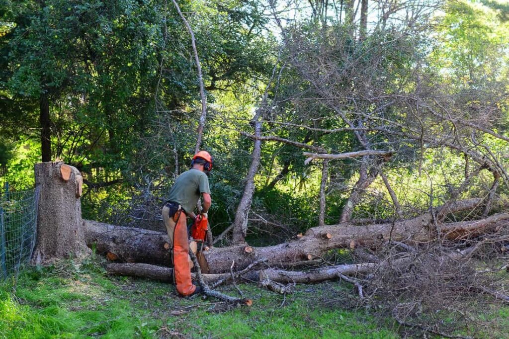Removing Dead Trees