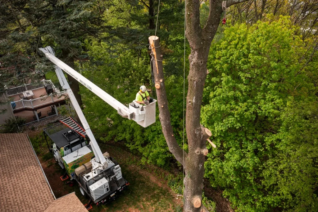 Removing Dead Trees
