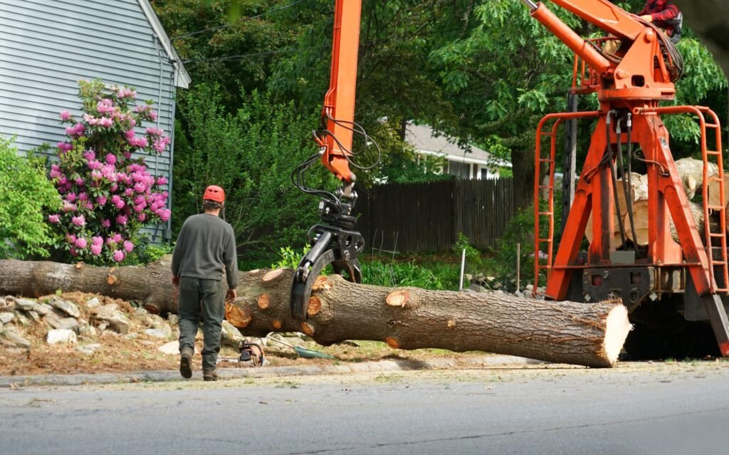 Professional Tree Removal