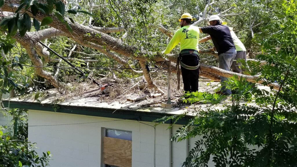 Emergency Tree Removal