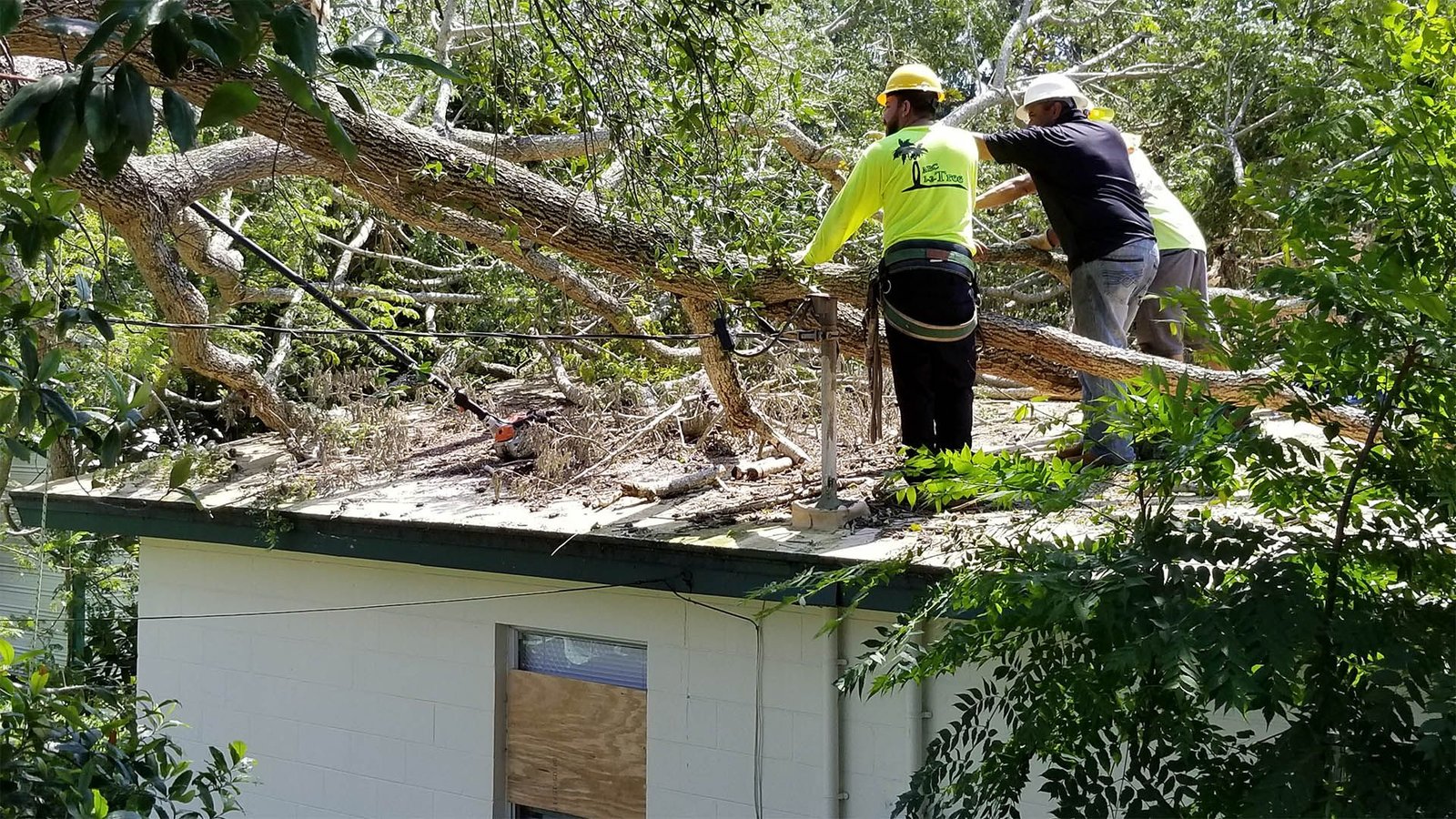 Emergency Tree Removal