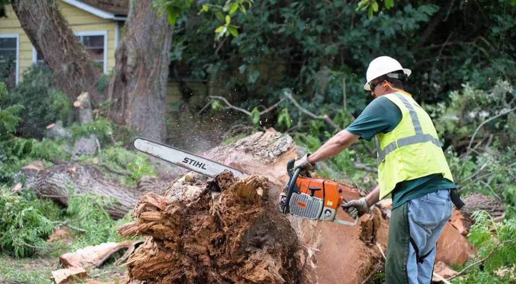 Emergency Tree Removal