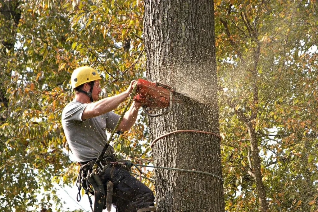 Professional Tree Removal