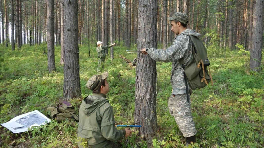 Tree Risk Assessments
