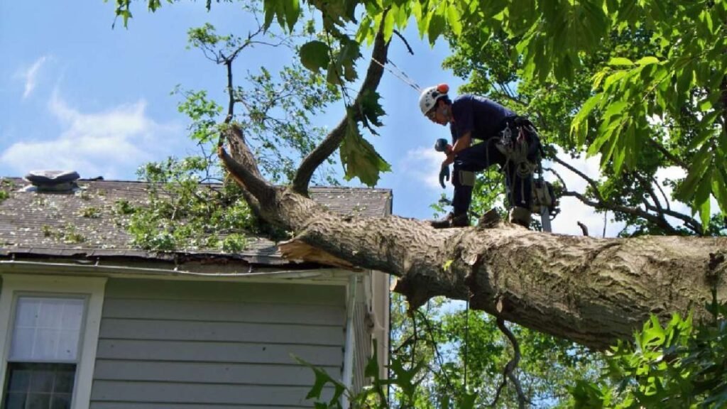 Emergency Tree Removal