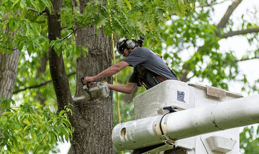 Professional Tree Removal